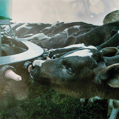 Feeding-calves