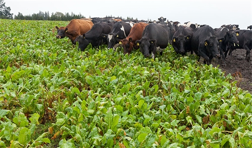 Supplementing winter grazing herds critical to maintaining health and condition