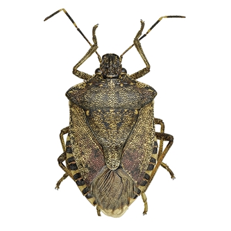 Brown Marmorated Stink Bug (BMSB)