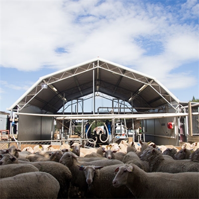 Sheep-milking-shed