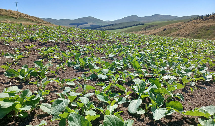 The importance of brassica post-emergence crop protection