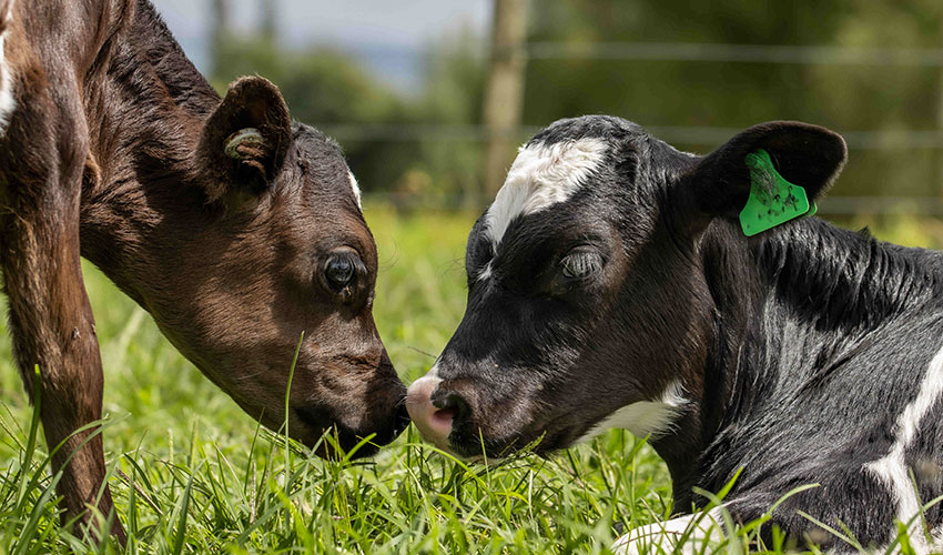 Preparing for spring calving 