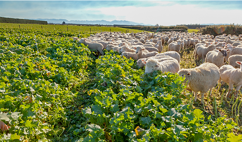 Summer crop fertiliser strategies