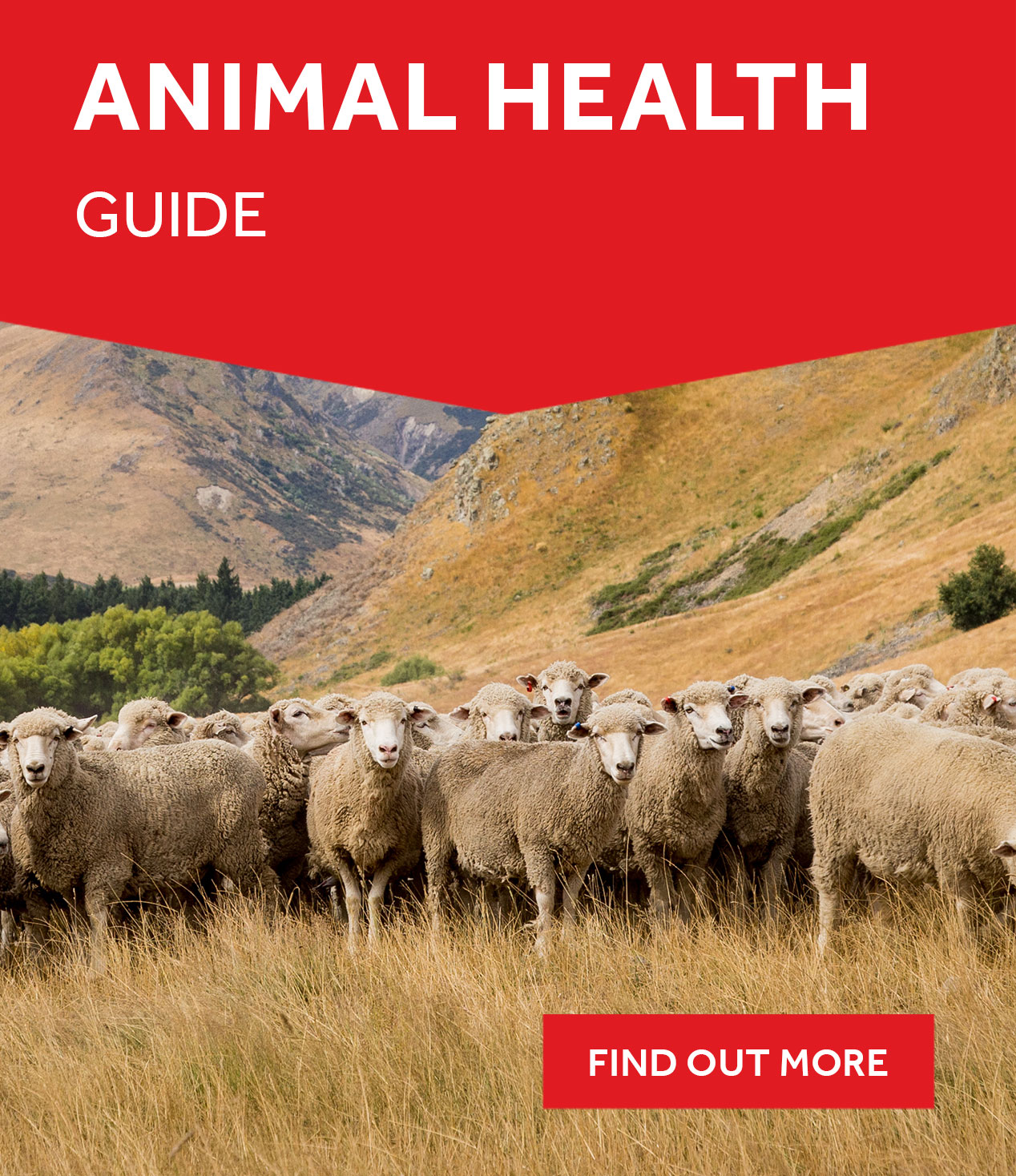 Discover the Ruralco Animal Health Guide