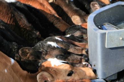 Calves Drinking Feeder Farm