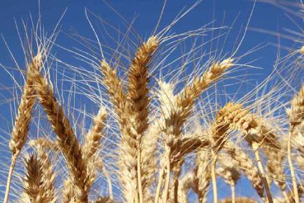Wheat Harvest low